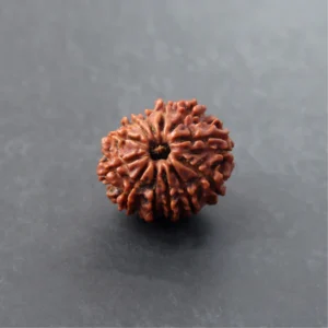 12 Mukhi Rudraksha