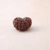 14 Mukhi Rudraksha