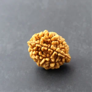 2 Mukhi Rudraksha