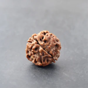 4 Mukhi Rudraksha