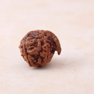 Ganesh Mukhi Rudraksha