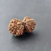 Gauri Shankar Rudraksha