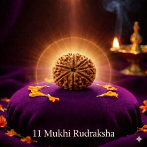 11 Mukhi Rudraksha